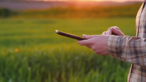 Yeşil buğday tarlasının arka planında bir tabletle çiftçilerin elleri — Stok video