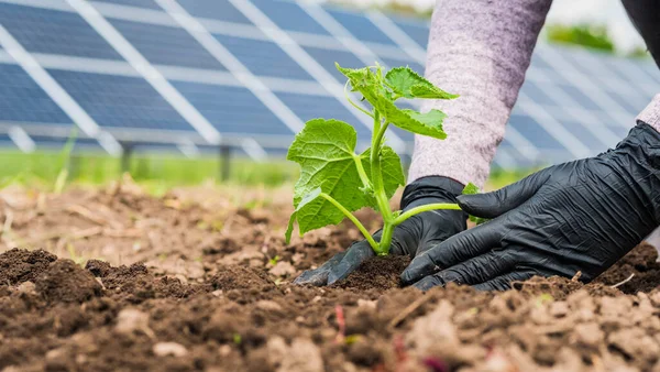 Farmář jí sazenice v zeleninové zahradě, v pozadí solárních panelů elektráren — Stock fotografie