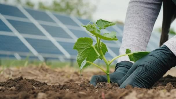 Farmář jí sazenice v zeleninové zahradě, v pozadí solárních panelů elektráren — Stock video