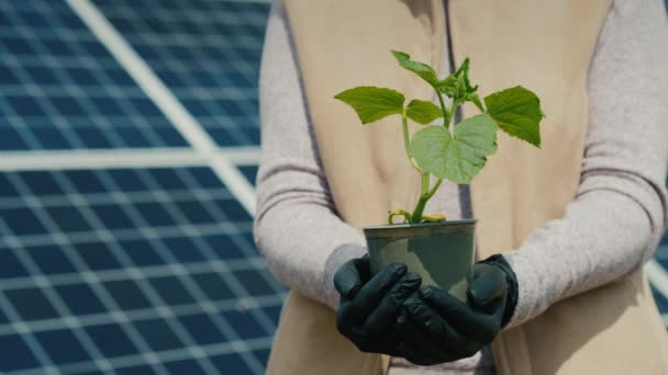 Αγρότης κατέχει σπορόφυτα στα χέρια του, στο παρασκήνιο ηλιακούς συλλέκτες — Αρχείο Βίντεο