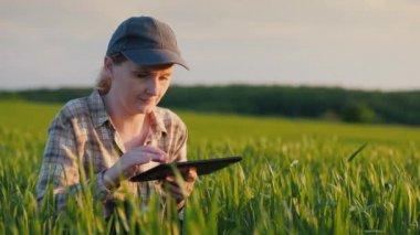 Dişi çiftçi buğday tarlasında oturur, çekim yapar, tablet kullanır.