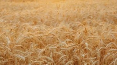 Ekmek hasatı - güneşli bir günde olgunlaşmış buğday tarlası