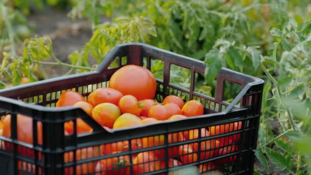 El agricultor cosecha tomates, los pone en una caja — Vídeo de stock