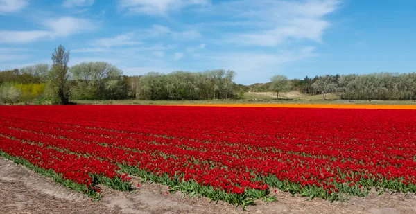 Um campo de tulipas — Fotografia de Stock