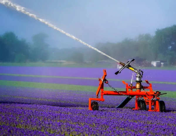 Rega de um campo de flores roxas — Fotografia de Stock