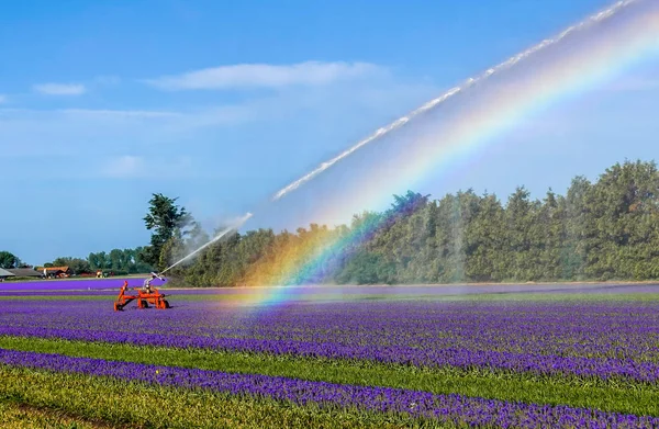 Watering a field of purple flowers — Stock Photo, Image