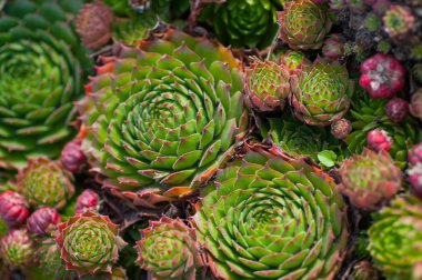 Bahçe yakın çekim succulents