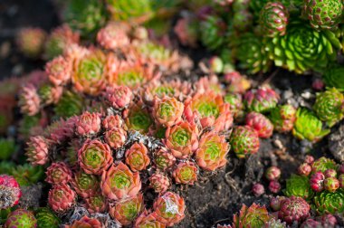 Bahçe yakın çekim succulents