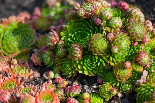 Succulents in the garden close-up — Stock Photo, Image