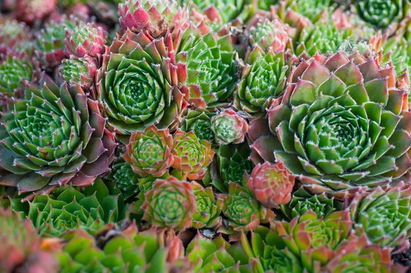 Bahçe yakın çekim succulents — Stok fotoğraf