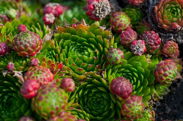 Succulents in the garden close-up — Stock Photo, Image