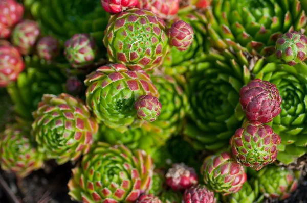 Bahçe yakın çekim succulents — Stok fotoğraf