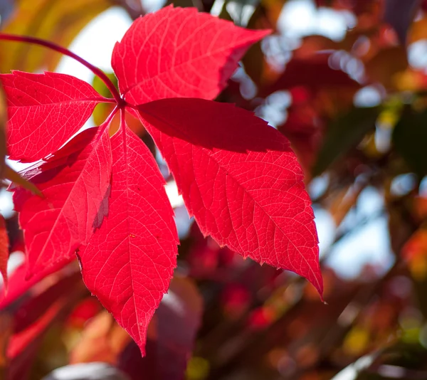 Uva selvatica foglia rossa — Foto Stock