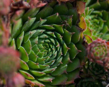 Bahçe yakın çekim succulents