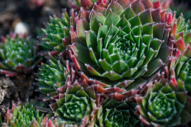 Bahçe yakın çekim succulents