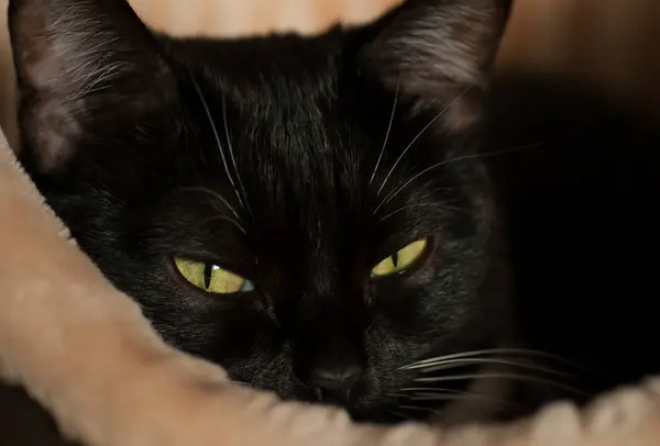 Gatto nero con gli occhi verdi — Foto Stock