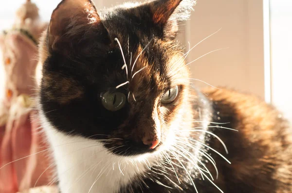 Katze sitzt am Fenster — Stockfoto