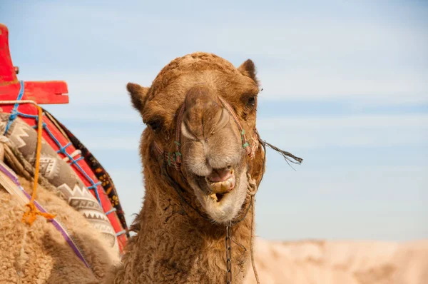 Camel närbild — Stockfoto