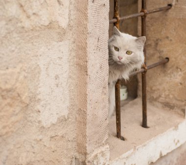 Antik kentin sokaklarında beyaz kedi