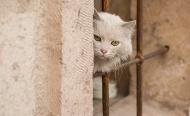 Antik kentin sokaklarında beyaz kedi