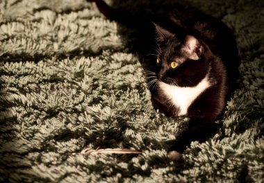 bir beyaz gömlek ön ile kara kedi 