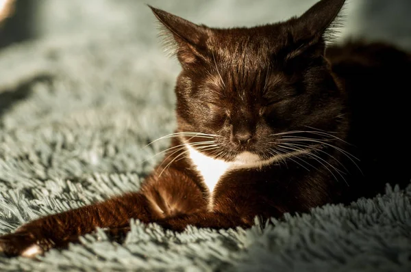 Gato preto com uma frente camisa branca — Fotografia de Stock