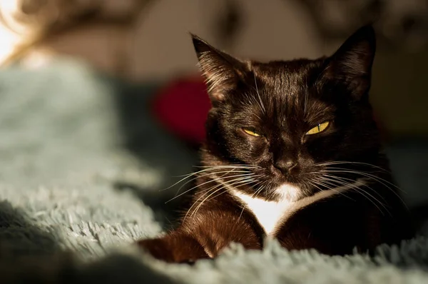 Schwarze Katze mit weißem Hemd vorne — Stockfoto