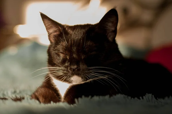 Schwarze Katze mit weißem Hemd vorne — Stockfoto