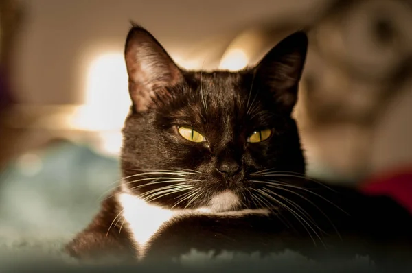 Schwarze Katze mit weißem Hemd vorne — Stockfoto