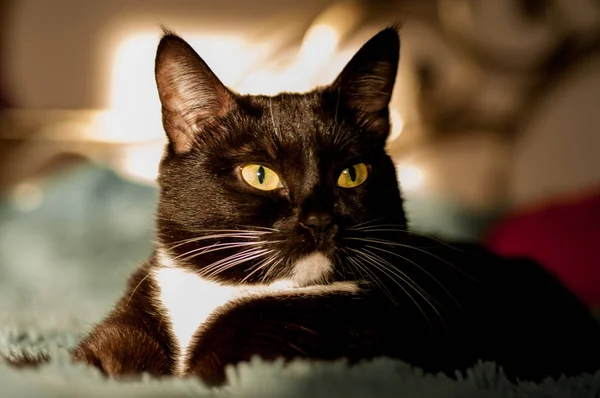 Чорний кіт з білою сорочкою спереду — стокове фото