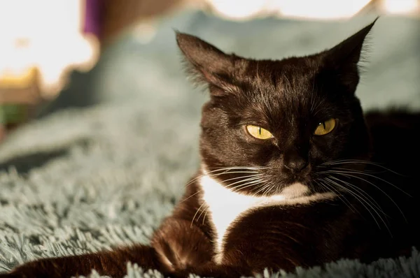 Czarny kot z białą koszulę z przodu — Zdjęcie stockowe