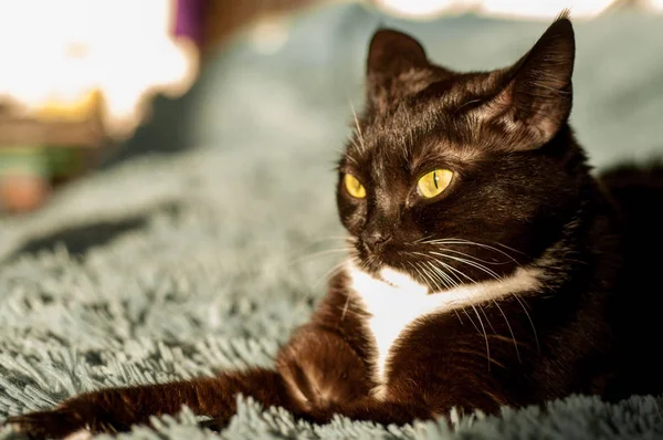 Schwarze Katze mit weißem Hemd vorne — Stockfoto