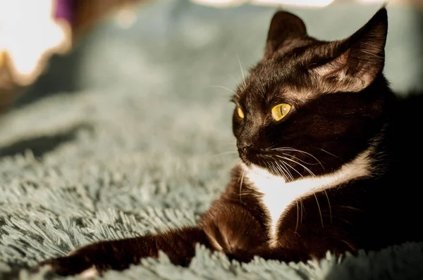 Black cat with a white shirt front — Stock Photo, Image