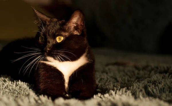Gato negro con una camisa blanca frontal — Foto de Stock