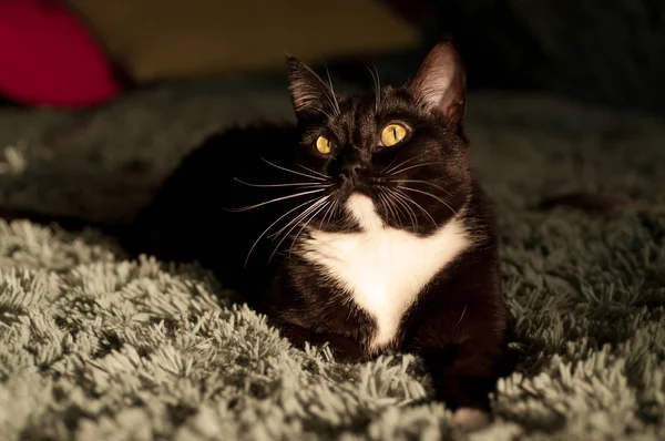 Schwarze Katze mit weißem Hemd vorne — Stockfoto