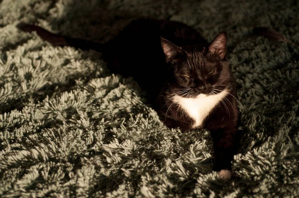 Gato negro con una camisa blanca frontal —  Fotos de Stock