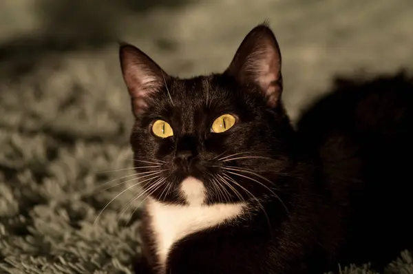 Gatto nero con una camicia bianca davanti — Foto Stock