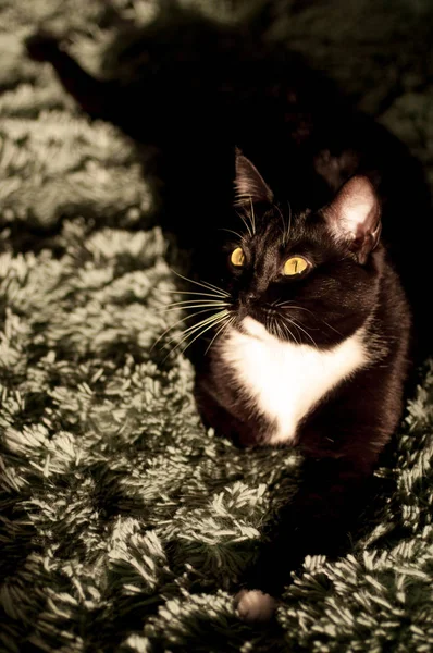 Gato preto com uma frente camisa branca — Fotografia de Stock