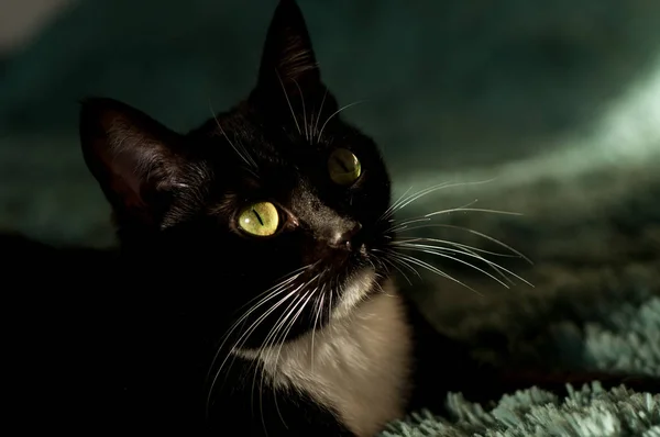 Black cat with a white shirt front — Stock Photo, Image