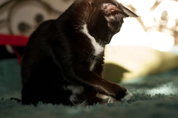 Fekete macska-val egy fehér ing eleje — Stock Fotó