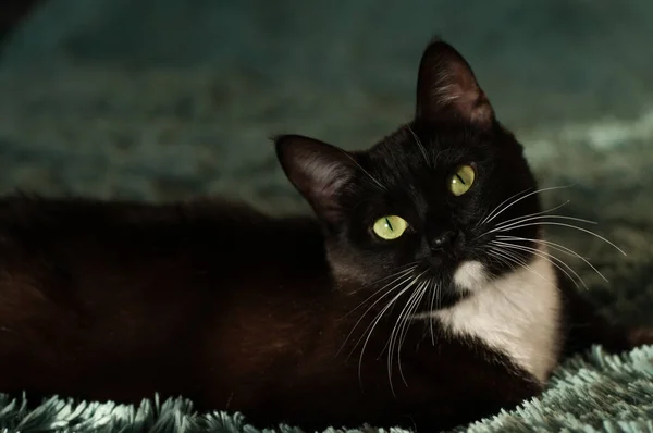 Schwarze Katze mit weißem Hemd vorne — Stockfoto