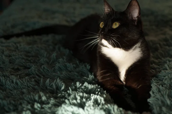 Fekete macska-val egy fehér ing eleje — Stock Fotó
