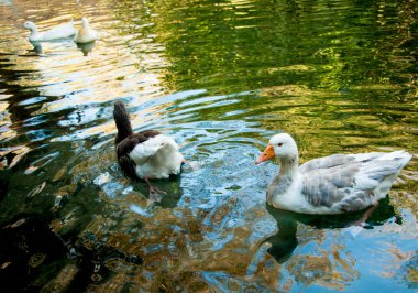 Bir havuzda iki yerli kaz