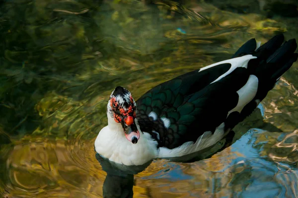 Domácí kachna v rybníku — Stock fotografie