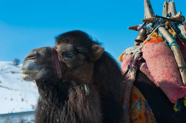 Camello marrón primer plano —  Fotos de Stock