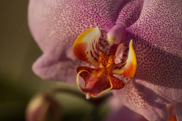 Flor de orquídea primer plano — Foto de Stock