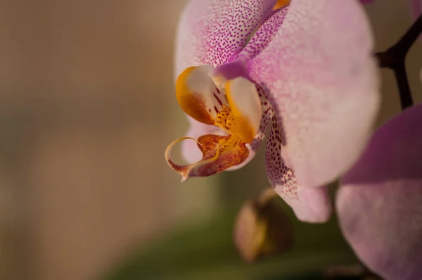 Квітка орхідеї Закри — стокове фото