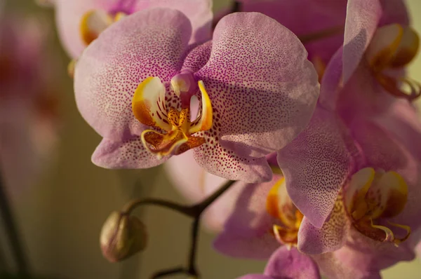 Flor de orquídea close-up — Fotografia de Stock