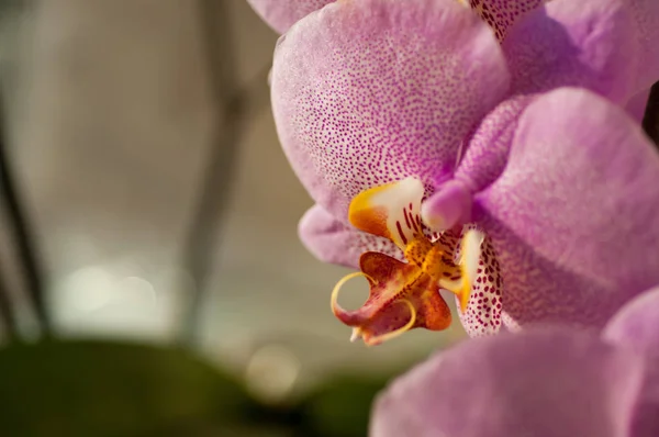 Ορχιδέα λουλούδι close-up — Φωτογραφία Αρχείου