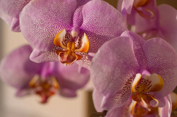 Flor de orquídea close-up — Fotografia de Stock